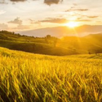 Působení fyzikálních sil na utváření kostí, svalů, vazů, chrupavek a šlach